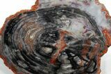 Polished Colorful Petrified Wood Round - Arizona #352264-1